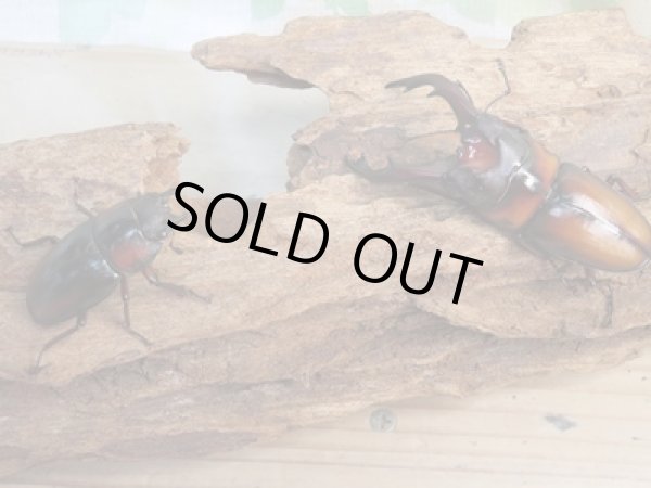 画像5: ☆美麗人気種☆新成虫!ミラビリスノコギリクワガタ♂65ミリ♀37ミリ別血統ペア販売!! (5)