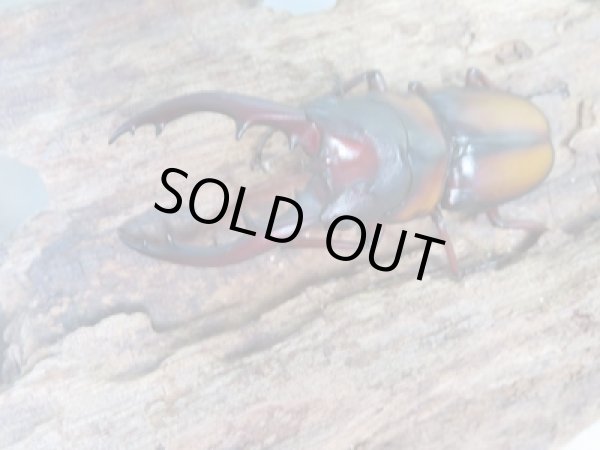 画像2: ☆美麗人気種☆新成虫!ミラビリスノコギリクワガタ♂58ミリ♀36ミリ別血統ペア販売!! (2)