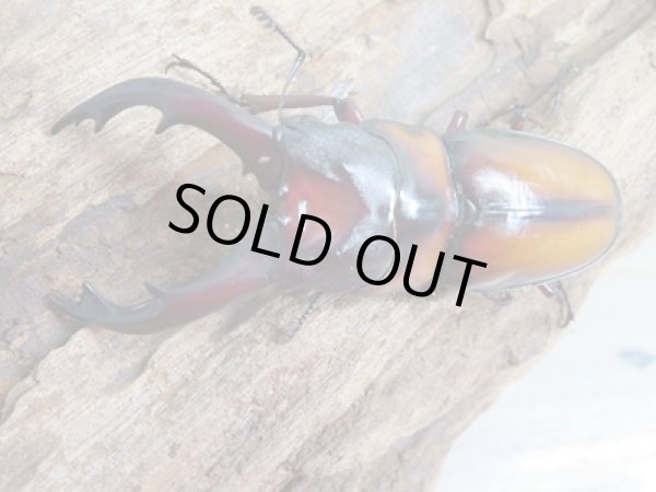 画像2: ☆美麗人気種☆新成虫!ミラビリスノコギリクワガタ♂65ミリ♀37ミリ別血統ペア販売!! (2)