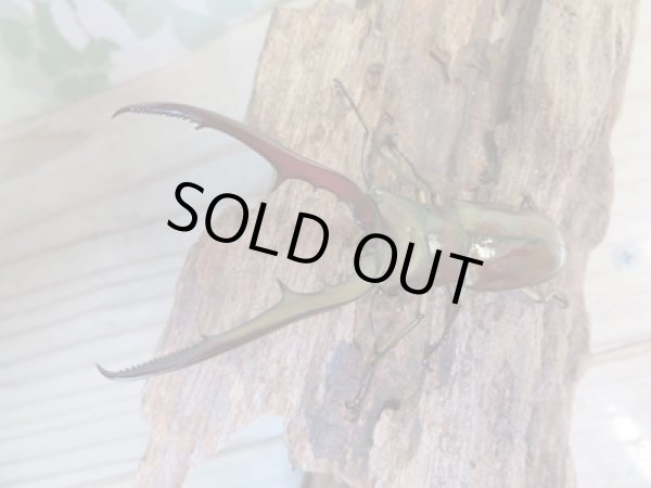 画像2: ☆新成虫☆メタリフェルホソアカクワガタ(サンギレンシス)♂68ミリ♀フリーサイズペア販売!! (2)