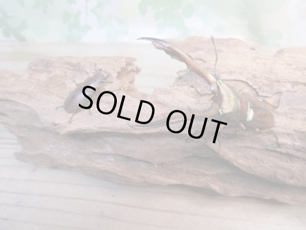 画像5: ☆新成虫☆メタリフェルホソアカクワガタ(サンギレンシス)♂68ミリ♀フリーサイズペア販売!! (5)