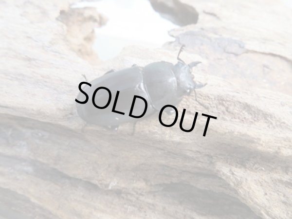 画像4: 和歌山県産☆WD☆ノコギリクワガタ♂50ミリ〜57ミリ♀フリーサイズ2ペアセット販売!! (4)