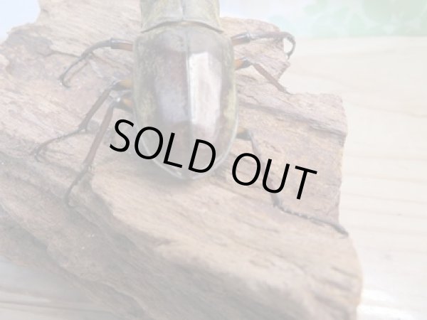 画像3: 北海道産☆天然採集☆ミヤマクワガタ♂64.5ミリ〜69ミリ♀フリーサイズ2ペアセット販売!! (3)