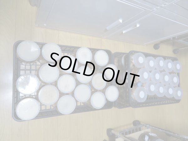 画像6: 北海道産☆天然採集☆ミヤマクワガタ♂64.5ミリ〜69ミリ♀フリーサイズ2ペアセット販売!! (6)