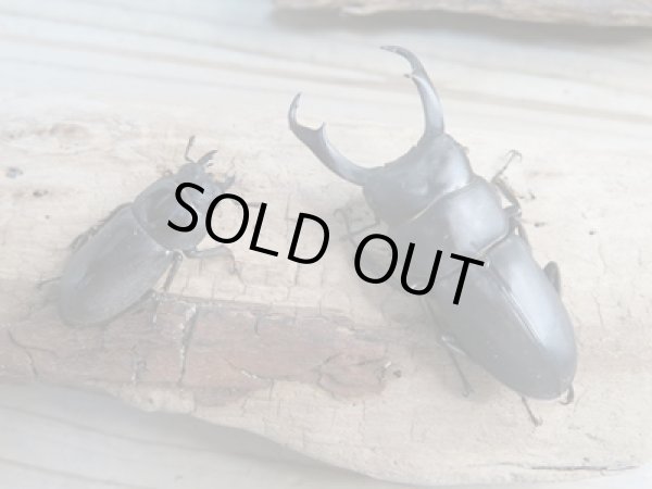 画像5: 和歌山県産☆WD☆ヒラタクワガタ♂58ミリ♀フリーペア+ノコギリクワガタ♂63ミリ♀フリーペア+コクワガタ♂47ミリ♀フリーペア計3種ペアセット販売!! (5)