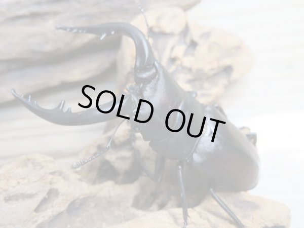 画像3: 和歌山県産☆WD☆ヒラタクワガタ♂58ミリ♀フリーペア+ノコギリクワガタ♂63ミリ♀フリーペア+コクワガタ♂47ミリ♀フリーペア計3種ペアセット販売!! (3)