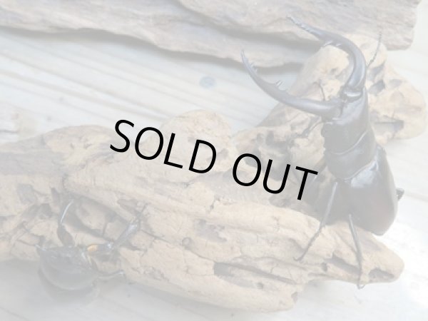 画像4: 和歌山県産☆WD☆ヒラタクワガタ♂58ミリ♀フリーペア+ノコギリクワガタ♂63ミリ♀フリーペア+コクワガタ♂47ミリ♀フリーペア計3種ペアセット販売!! (4)