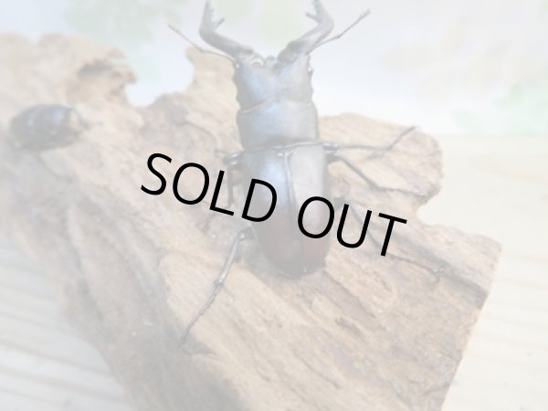 画像3: 和歌山県産☆WD☆ノコギリクワガタ♂50ミリ〜57ミリ♀フリーサイズ2ペアセット販売!! (3)