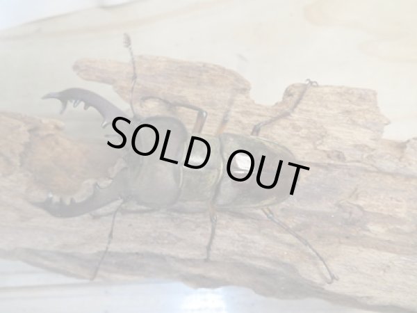 画像2: 北海道産☆天然採集☆ミヤマクワガタ♂64.5ミリ〜69ミリ♀フリーサイズ2ペアセット販売!! (2)