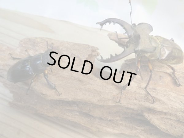 画像5: 北海道産☆天然採集☆ミヤマクワガタ♂64.5ミリ〜69ミリ♀フリーサイズ2ペアセット販売!! (5)