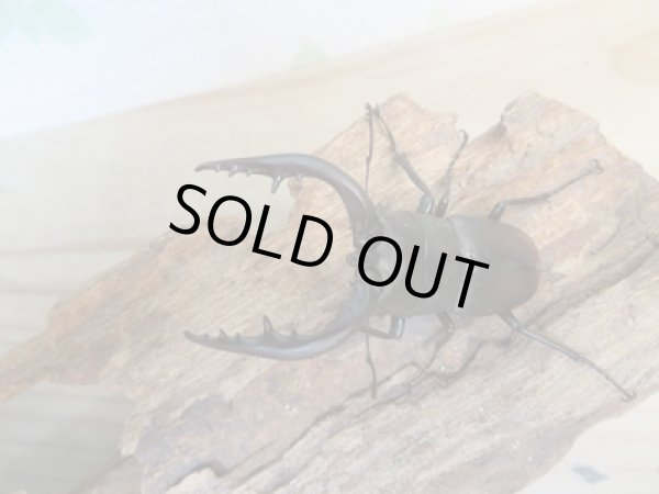 画像2: 和歌山県産☆WD☆ノコギリクワガタ♂50ミリ〜57ミリ♀フリーサイズ2ペアセット販売!! (2)