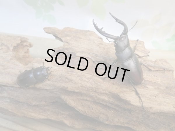 画像5: 和歌山県産☆WD☆ノコギリクワガタ♂50ミリ〜57ミリ♀フリーサイズ2ペアセット販売!! (5)