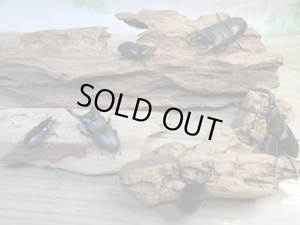 画像6: 和歌山県産☆WD☆ヒラタクワガタ♂58ミリ♀フリーペア+ノコギリクワガタ♂63ミリ♀フリーペア+コクワガタ♂47ミリ♀フリーペア計3種ペアセット販売!! (6)