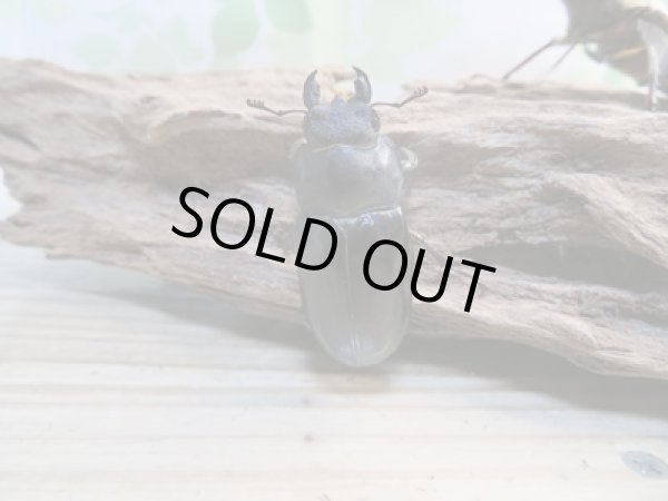 画像4: 北海道産☆天然採集☆ミヤマクワガタ♂64.5ミリ〜69ミリ♀フリーサイズ2ペアセット販売!! (4)