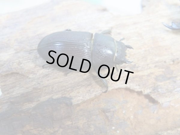 画像4: 稀少種☆WF1☆ブレビスオオクワガタ♂28.5ミリ♀21.7ミリペア販売!! (4)