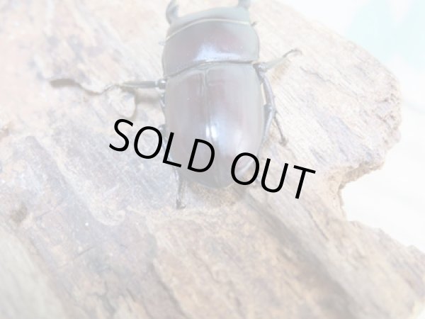 画像3: 稀少種☆WF1☆ブレビスオオクワガタ♂28.5ミリ♀21.7ミリペア販売!! (3)