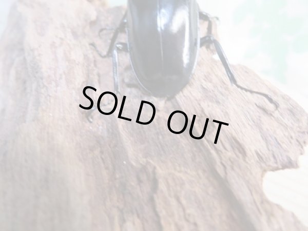 画像3: 25年ブリード用☆DV産☆ウエストウッディ オオシカクワガタ♂54ミリ♀43ミリペア販売!! (3)