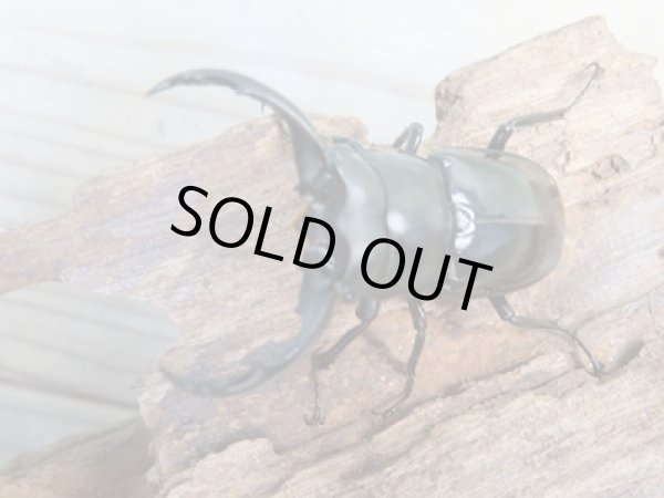 画像2: 25年ブリード用☆DV産☆ウエストウッディ オオシカクワガタ♂54ミリ♀43ミリペア販売!! (2)