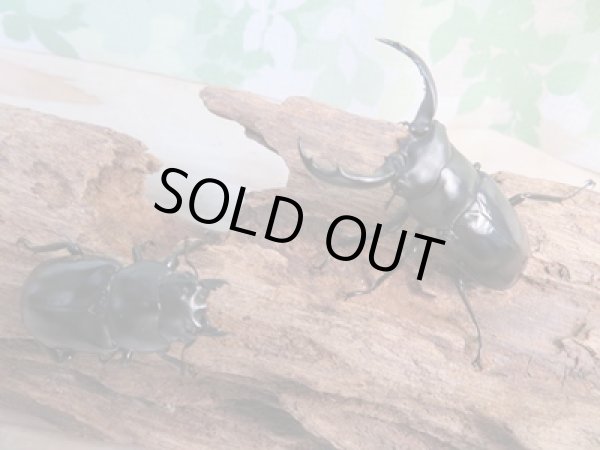 画像5: 25年ブリード用☆DV産☆ウエストウッディ オオシカクワガタ♂54ミリ♀43ミリペア販売!! (5)