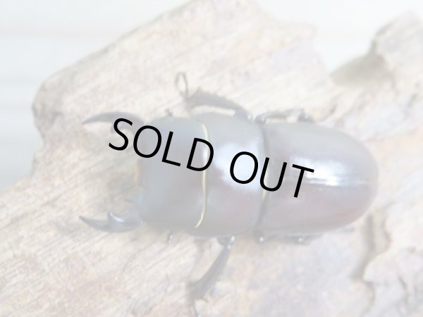 画像2: 稀少種☆WF1☆ブレビスオオクワガタ♂28.5ミリ♀21.7ミリペア販売!! (2)