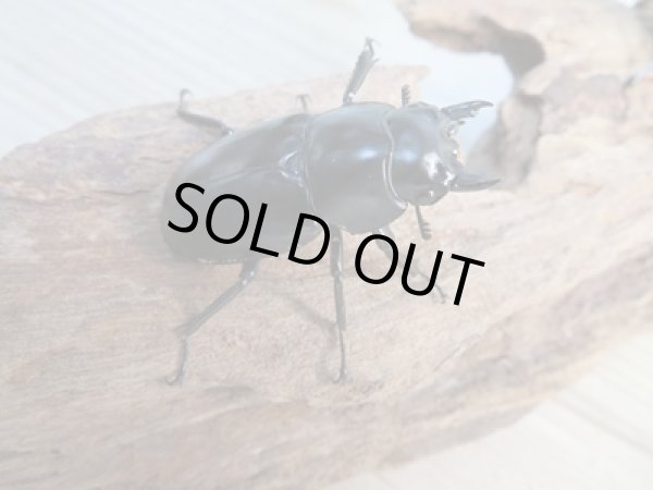 画像4: 25年ブリード用☆DV産☆ウエストウッディ オオシカクワガタ♂54ミリ♀43ミリペア販売!! (4)