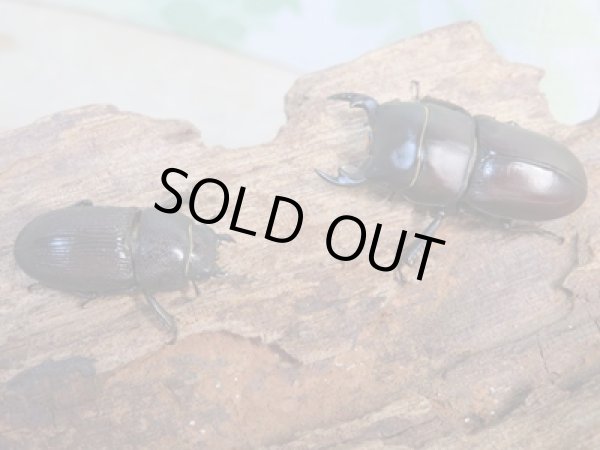 画像5: 稀少種☆WF1☆ブレビスオオクワガタ♂28.5ミリ♀21.7ミリペア販売!! (5)