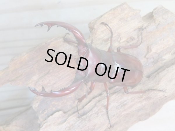 画像2: 新成虫☆チベット産☆フォルスターフタマタクワガタ（亜種ニシ）♂67ミリ♀39ミリペア販売！！ (2)