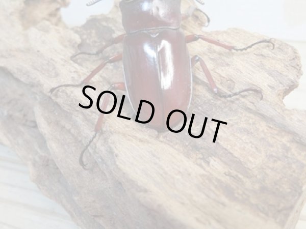 画像3: 新成虫☆チベット産☆フォルスターフタマタクワガタ（亜種ニシ）♂67ミリ♀39ミリペア販売！！ (3)