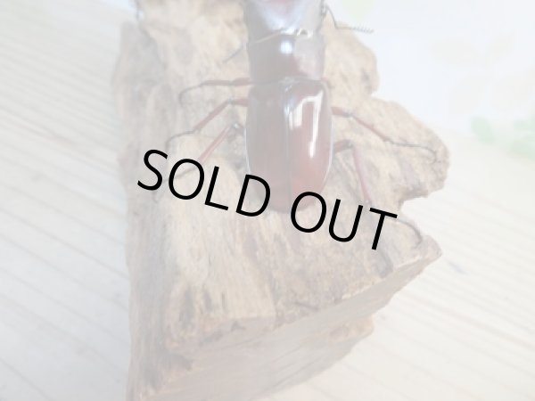 画像3: 新成虫☆チベット産☆フォルスターフタマタクワガタ(亜種ニシ)♂62ミリ♀39ミリペア販売!! (3)