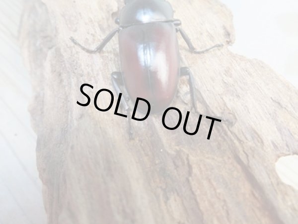 画像3: ☆新成虫☆ドンキエールコクワガタ（赤ドンキ）♂47ミリ♀38ミリペア販売！！ (3)