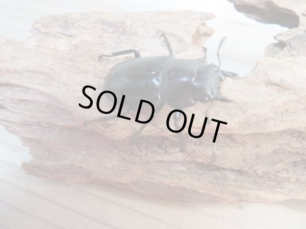 画像4: 新成虫☆チベット産☆フォルスターフタマタクワガタ(亜種ニシ)♂62ミリ♀39ミリペア販売!! (4)