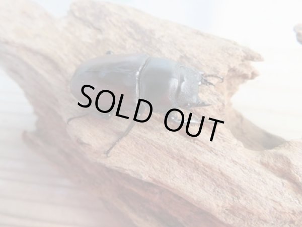 画像4: ☆新成虫☆ドンキエールコクワガタ（赤ドンキ）♂47ミリ♀38ミリペア販売！！ (4)