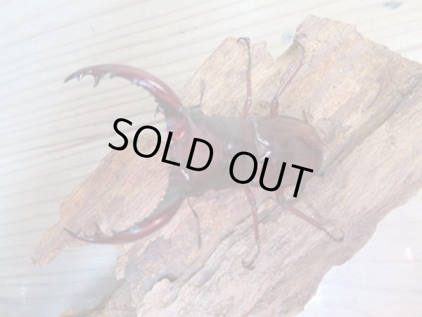 画像2: 新成虫☆チベット産☆フォルスターフタマタクワガタ(亜種ニシ)♂65ミリ♀39ミリペア販売!! (2)