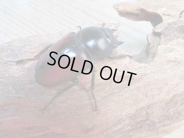 画像4: ☆新成虫☆ドンキエールコクワガタ(赤ドンキ)♂62ミリ♀41ミリペア販売!! (4)