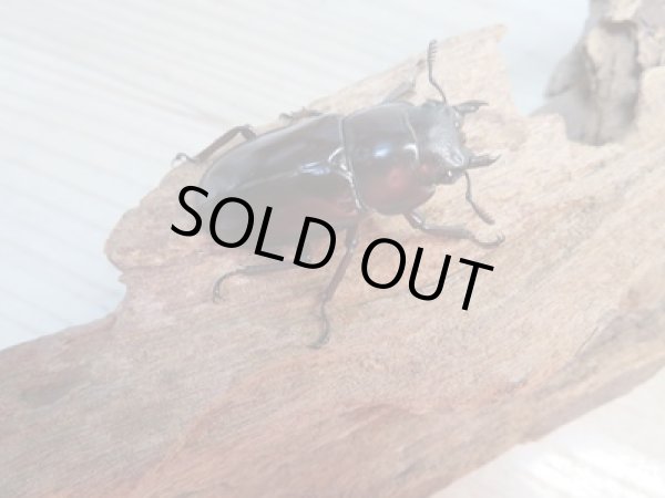 画像4: 新成虫☆チベット産☆フォルスターフタマタクワガタ(亜種ニシ)♂65ミリ♀39ミリペア販売!! (4)