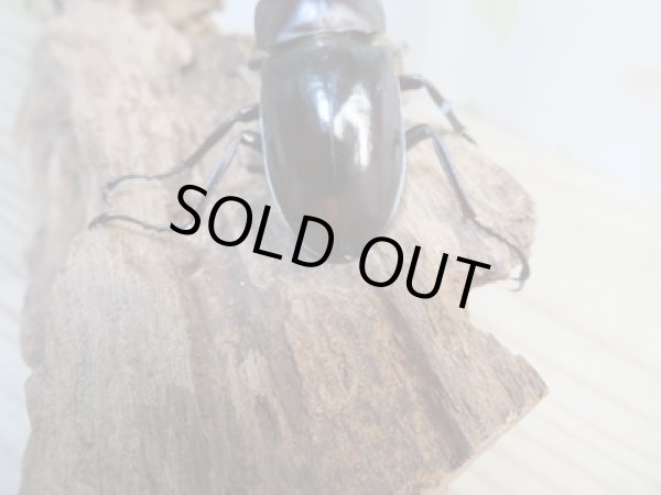 画像3: ☆新成虫☆フォルスターフタマタクワガタ(亜種キヨタミ)♂70ミリ♀-A´40ミリペア販売!! (3)