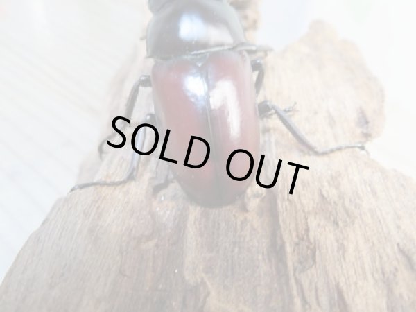 画像3: ☆新成虫☆ドンキエールコクワガタ(赤ドンキ)♂62ミリ♀41ミリペア販売!! (3)