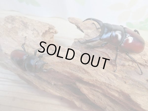 画像5: ☆新成虫☆ドンキエールコクワガタ(赤ドンキ)♂62ミリ♀41ミリペア販売!! (5)