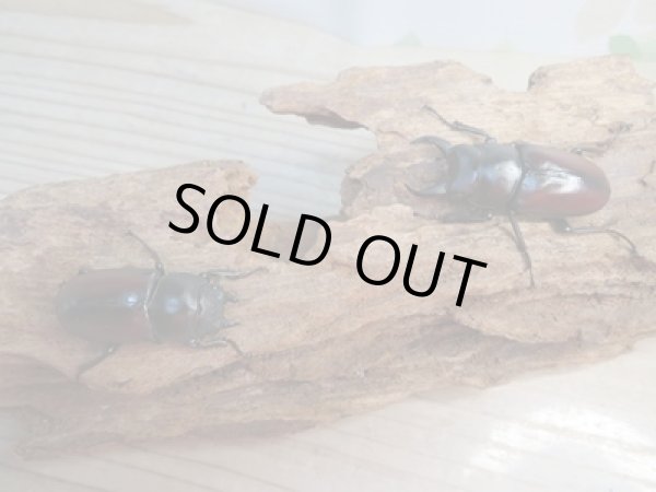 画像5: ☆新成虫☆ドンキエールコクワガタ（赤ドンキ）♂47ミリ♀38ミリペア販売！！ (5)