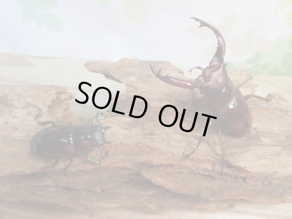 画像5: 新成虫☆チベット産☆フォルスターフタマタクワガタ(亜種ニシ)♂65ミリ♀39ミリペア販売!! (5)