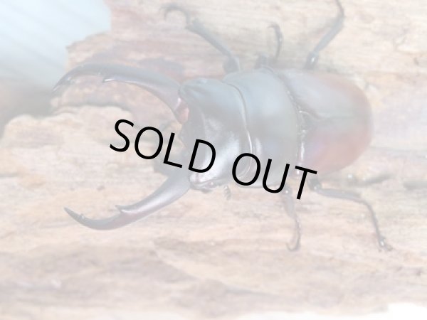 画像2: ☆新成虫☆ドンキエールコクワガタ(赤ドンキ)♂62ミリ♀41ミリペア販売!! (2)