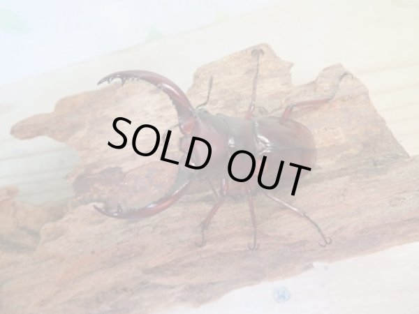 画像2: 新成虫☆チベット産☆フォルスターフタマタクワガタ(亜種ニシ)♂62ミリ♀39ミリペア販売!! (2)