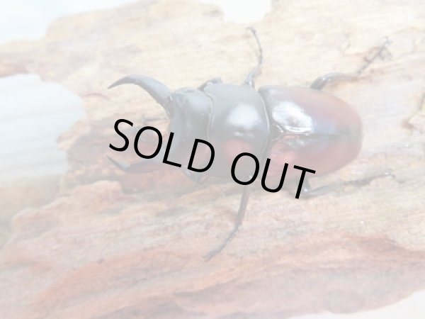 画像2: ☆新成虫☆ドンキエールコクワガタ（赤ドンキ）♂47ミリ♀38ミリペア販売！！ (2)