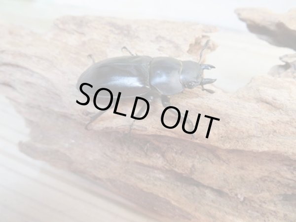 画像4: ☆新成虫☆フォルスターフタマタクワガタ(亜種キヨタミ)♂70ミリ♀-A´40ミリペア販売!! (4)