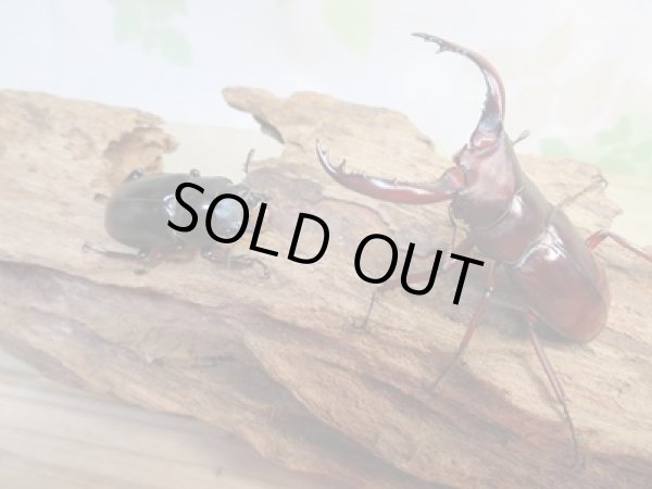 画像5: 新成虫☆チベット産☆フォルスターフタマタクワガタ(亜種ニシ)♂62ミリ♀39ミリペア販売!! (5)