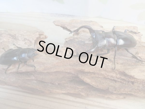 画像5: ☆新成虫☆フォルスターフタマタクワガタ(亜種キヨタミ)♂70ミリ♀-A´40ミリペア販売!! (5)