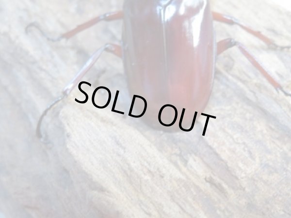 画像3: 新成虫☆チベット産☆フォルスターフタマタクワガタ(亜種ニシ)♂65ミリ♀39ミリペア販売!! (3)