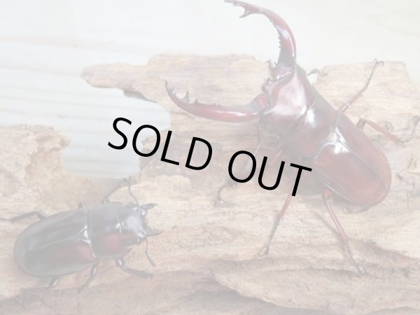 画像5: 新成虫☆チベット産☆フォルスターフタマタクワガタ（亜種ニシ）♂67ミリ♀39ミリペア販売！！ (5)