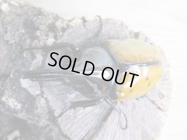 画像2: ☆新成虫☆マヤシロカブト♂85ミリ♀65ミリペア販売!! (2)