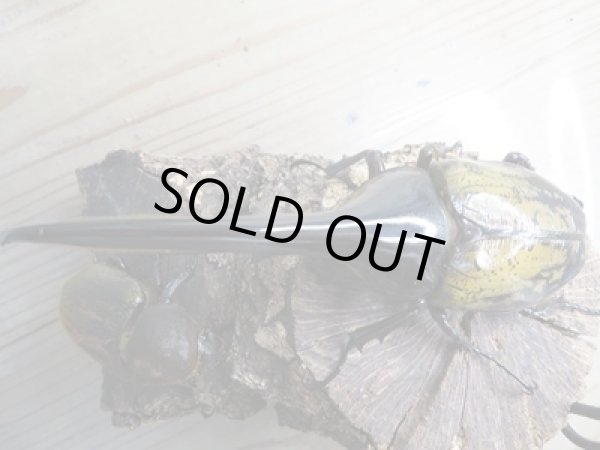 画像2: ☆新成虫☆D.H.ヘラクレス♂143ミリ♀64ミリ別血統ペア販売!! (2)